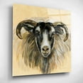thumbnail image 5 of Epic Art 'Highland Animal Ram' by Silvia Vassileva, Acrylic Glass Wall Art, 12"x12", 5 of 13