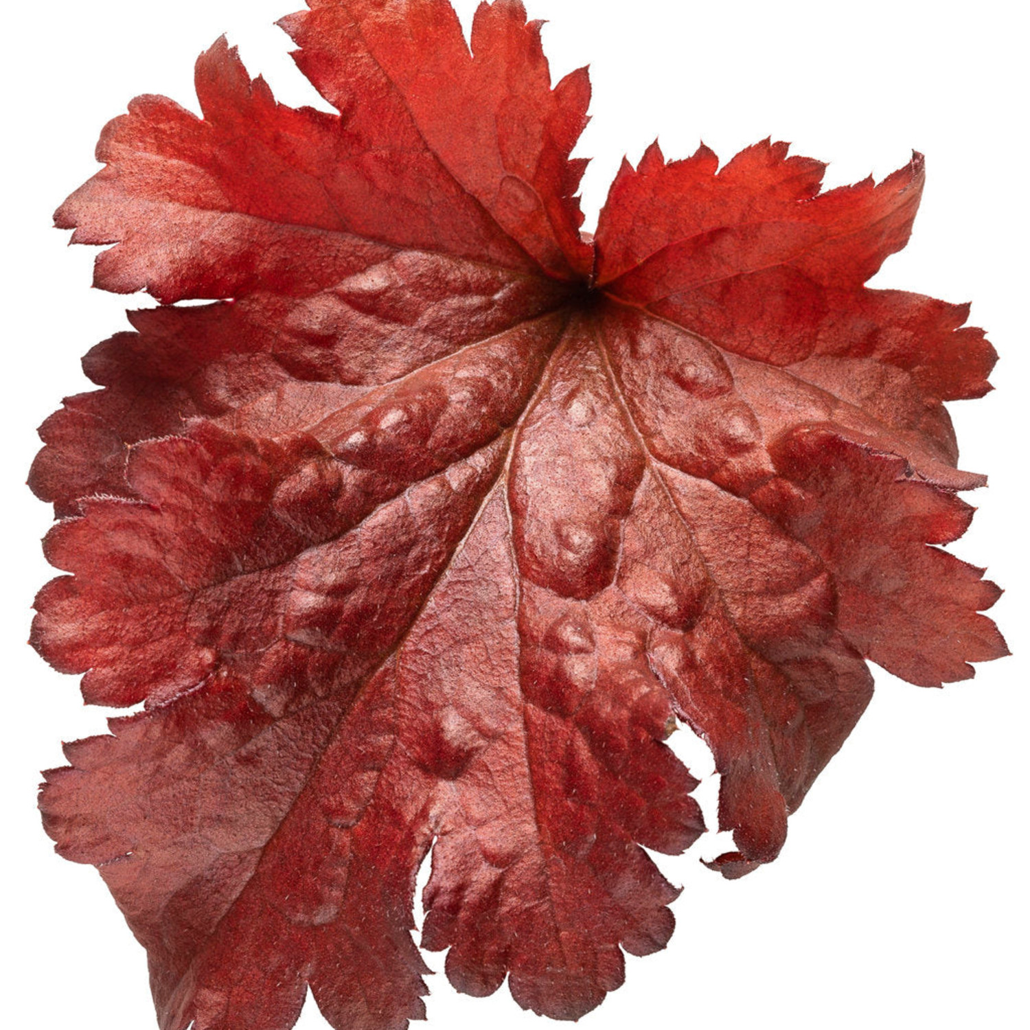 Proven Winners 5" Red Dolce 'Cherry Truffles' Coral Bells Live Plant in 4.5" Pot