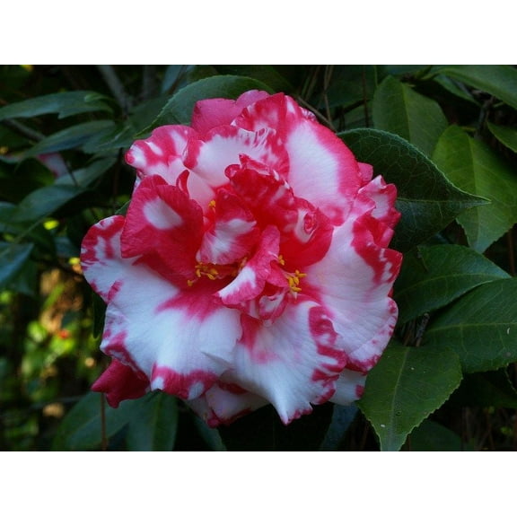 ( 1 ) - Daikagura Camellia Japonica - Starter Plant ( 4L ) ( 1 live plant )