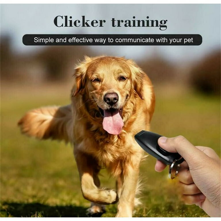 A guide to clicker training your dog