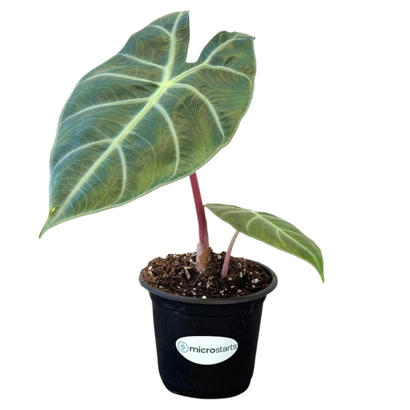 MicroStarts Live Pink Dragon Alocasia Plant - 1 Plant in 4 inch pot