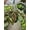 8_MARANTA_RED, variant on Red Maranta Prayer Plant - Live Air-Purifying Indoor Plant in Nursery Pot – Easy Care, Low Maintenance Houseplant for Home & Office Decor, Natural Air Cleaner, Best for Beginners (3"Pot)