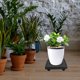 thumbnail image 4 of LOLIPPYY Base Para Macetas Con Soporte Duradero Para Mover Plantas En Casa, 4 of 8