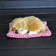 thumbnail image 5 of Rygai - Muñeco de perro cachorro durmiendo de simulación, bonito juguete con sonido, juguete para niños, regalo de decoración, color blanco, 5 of 8