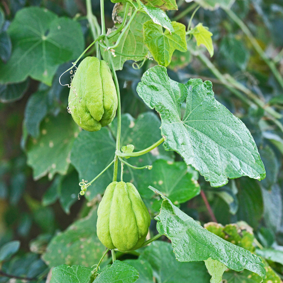 Chayote Live Plant Rooted Squash Plant, 4” Potted, Easy to Grow Great for Home Gardening