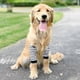 thumbnail image 2 of Dog Elbow Protector For Medium Large Dogs Pet Knee Pads Clothing Joint Protection Cover Anti-abrasion Pet Items, 2 of 2