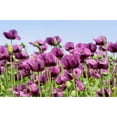 thumbnail image 3 of 1000 Seeds HUNGARIAN BREADSEED POPPY Papaver Somniferum Purple Blue Flower Seeds, 3 of 8