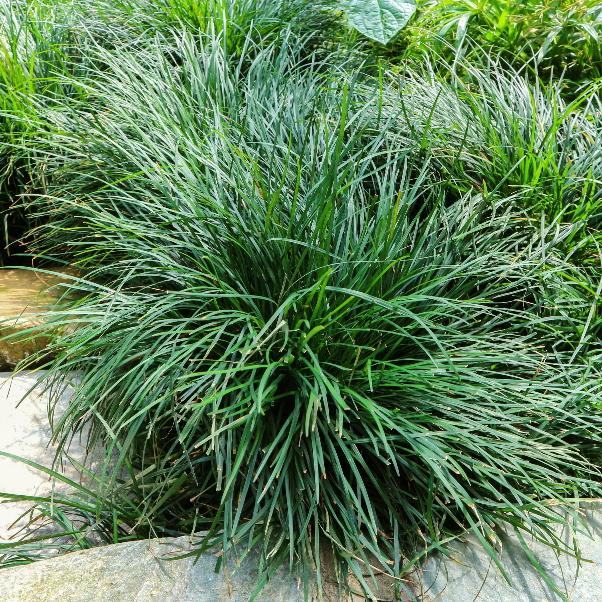 1 gal Dwarf Mondo Live Grass
