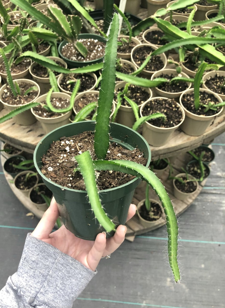 California Tropicals Dragon Fruit Plant, Fully Rooted, 4 Inch Pot, Indoor  Plant - Walmart.com