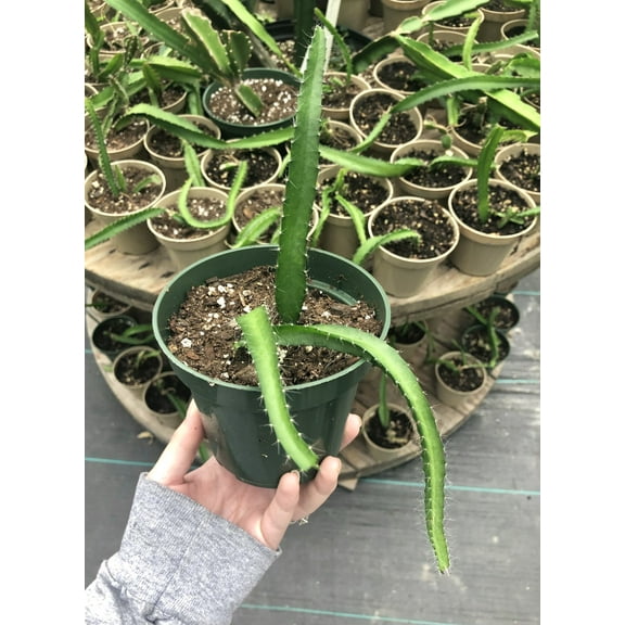 3" Potted Dragon Fruit Live Plant - 3 to 5" Tall - Hand Picked Nursery…