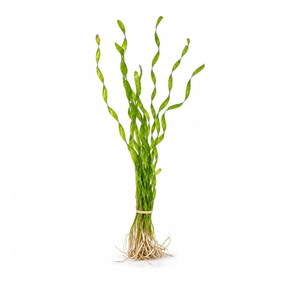 Canton Aquatics Jungle Val Contortion Live Aquarium Plant, Green Bunch, 1 Count