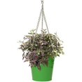 thumbnail image 1 of Houston International 6151E AG 9-Inch Steel Hanging Planter, Apple Green, 1 of 1