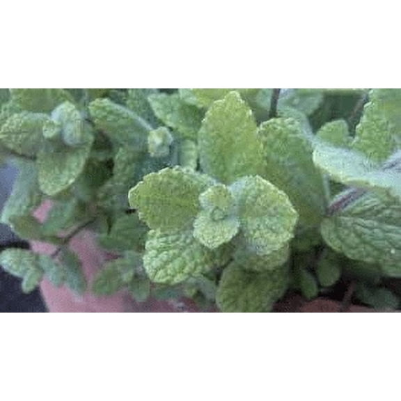 2 Apple Mint (Fuzzy Mint) Plants in a 4" Pot--Perfect For Salads and Cocktails!!!
