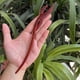 thumbnail image 1 of Horquilla antigua tallada en madera de sándalo rojo lobular, placa para el cabello, artesanías de madera pulida a mano, regalos antiguos de caoba, 1 of 6