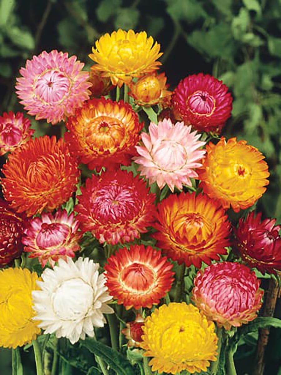 Bright Bikini Mix Strawflower Plant Everlasting Daisy Paper Daisy