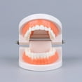 thumbnail image 4 of Dental Standard Teeth Kids Students Tooth Teaching Model Dental Typodont Model, 4 of 12