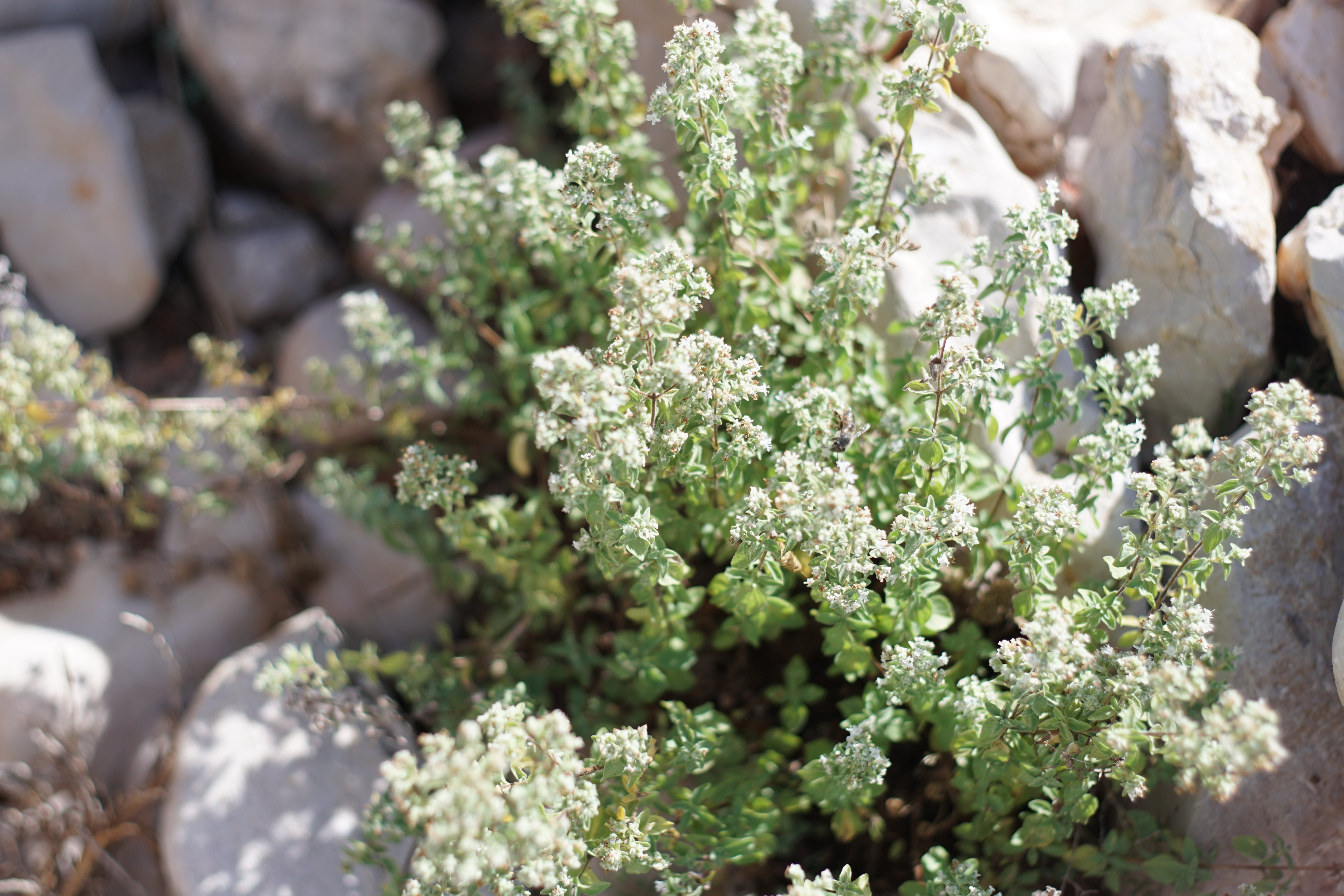 Dr. Cass Ingram's OregaHydrosol - Wild Mediterranean Oregano Juice for Immune Support, Respiratory & Digestive Health