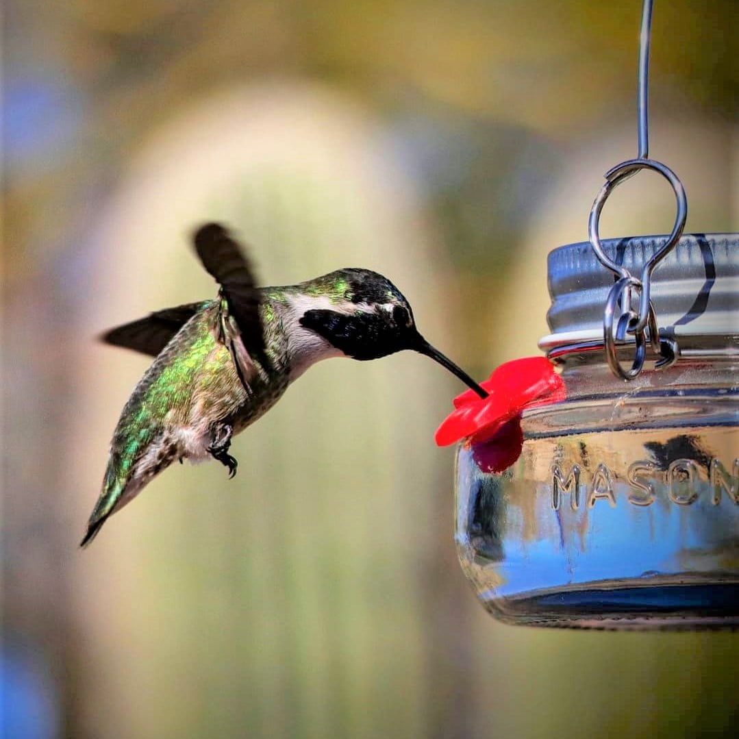 Wild Wings Mason Jar Glass Hummingbird Feeder