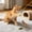 Multicolor-A/A, variant on Realistic Bird Song Cat Toy Hanging Feather Teaser Stick Interactive Play Toy For Indoor Cats Natural Sound Feather Wand Cat Hunting Exercise Toy Kitten Play