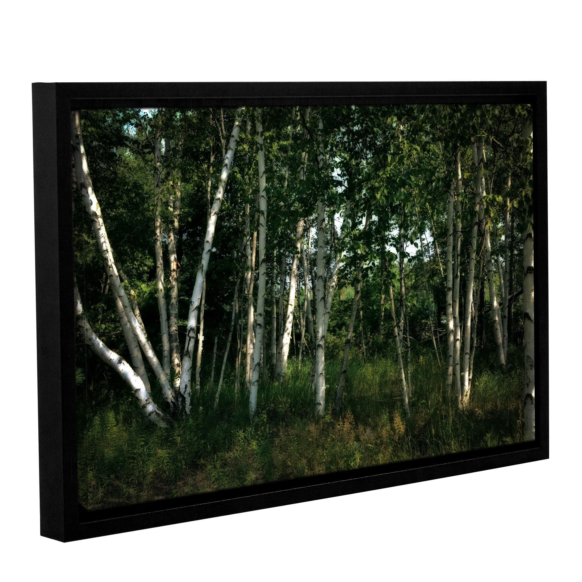 ArtWall Kevin Calkins "Birch Grove in Sunlight" Gallery-Wrapped Floater-Framed Canvas