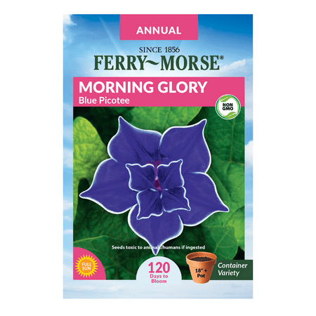 Ferry-Morse 50MG Morning Glory Blue Picotee Annual Flower Seeds (1 Pack)- Seed Gardening, Full Sunlight