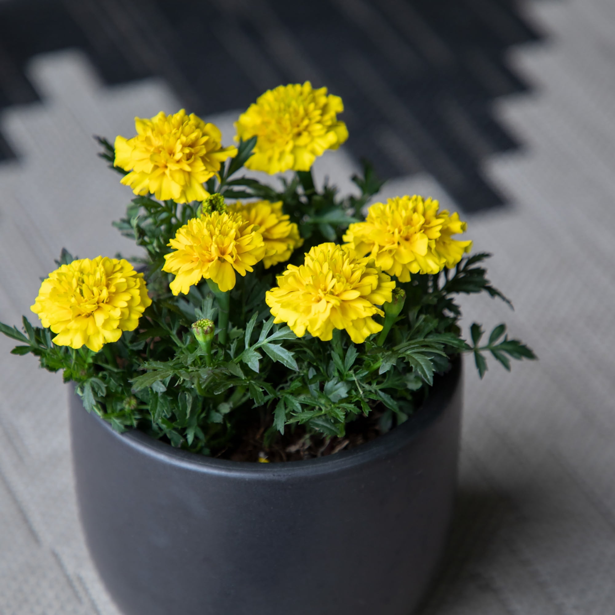 Expert Gardener 4PK Yellow Marigold Live Plant