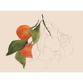 thumbnail image 2 of Warren, Annie 14x12 White Modern Wood Framed Museum Art Print Titled - Tangerine Sketch II, 2 of 4