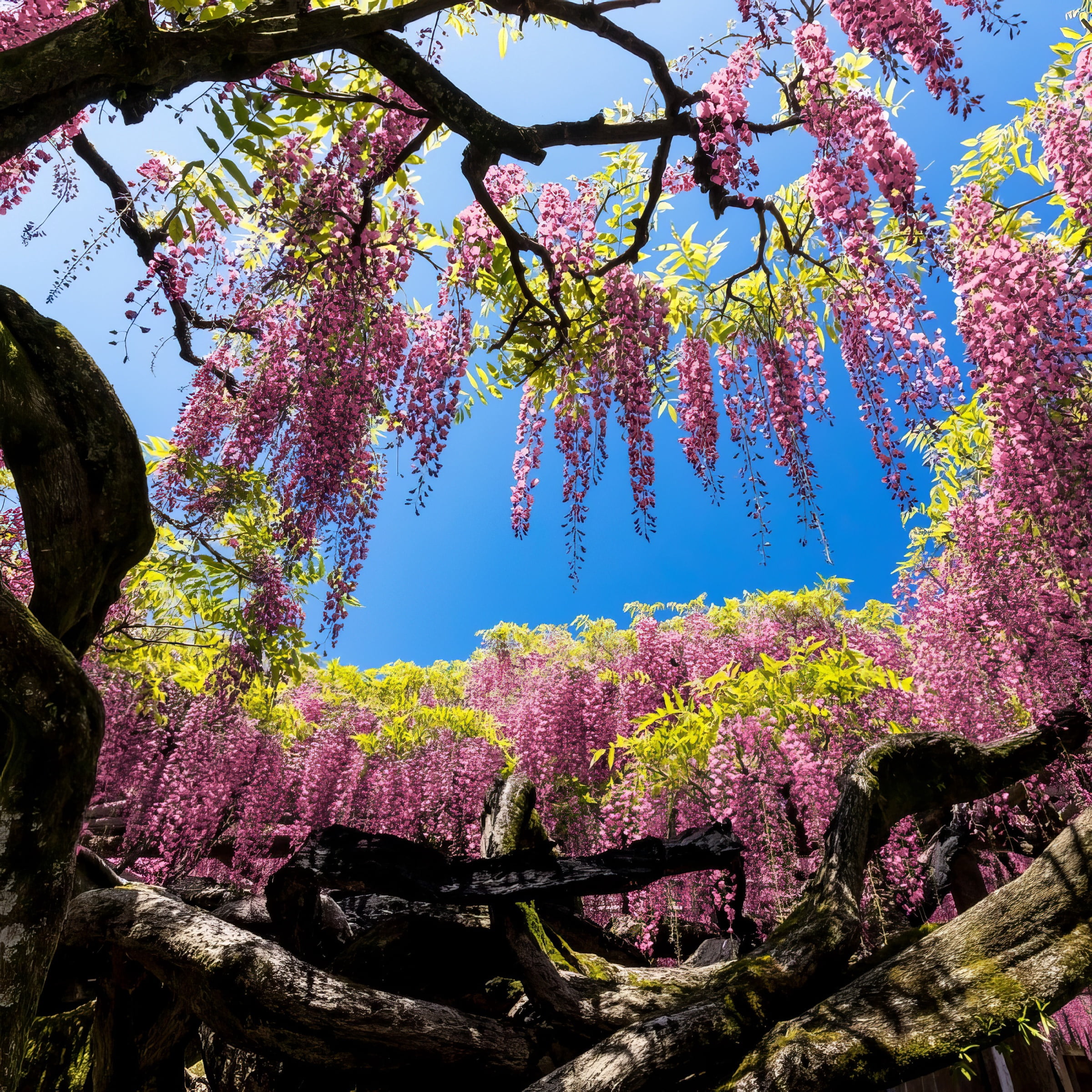 National Plant Network Live Perennial 1 gal Pink Wisteria with Full Sunlight
