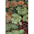 thumbnail image 2 of Frates, Dennis 11x14 Black Ornate Wood Framed with Double Matting Museum Art Print Titled - Succulent Collection II, 2 of 4