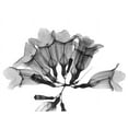 thumbnail image 2 of Koetsier, Albert 24x19 White Modern Wood Framed Museum Art Print Titled - Garlic Vine, 2 of 4