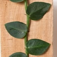 thumbnail image 3 of Rhaphidophora Hayi Live Plant for Indoor | Different Houseplants in 4'' & 6'' Pot | Real House Plant for Living Room, Office, Desk & Bathroom | Shingle Plant | Shingle Vine, 3 of 5
