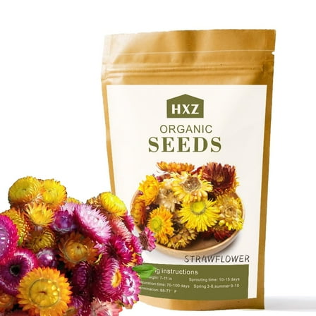 Strawflower Seeds, Pack of 3500  Flower MVR1 Seeds for Planting