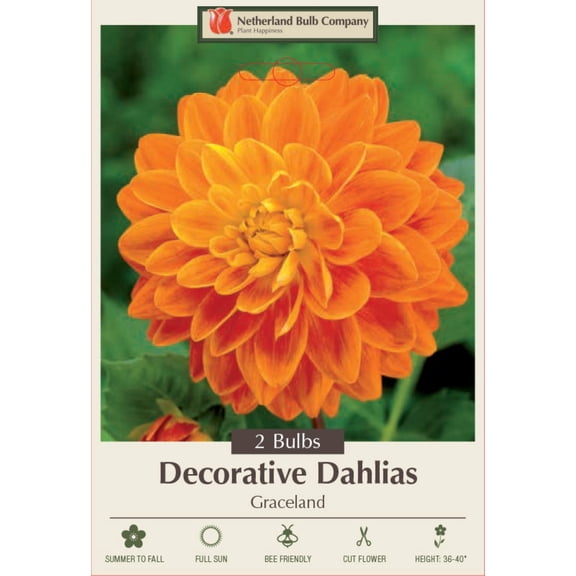 Graceland Dahlia - Decorative Flower - 2 bulbs
