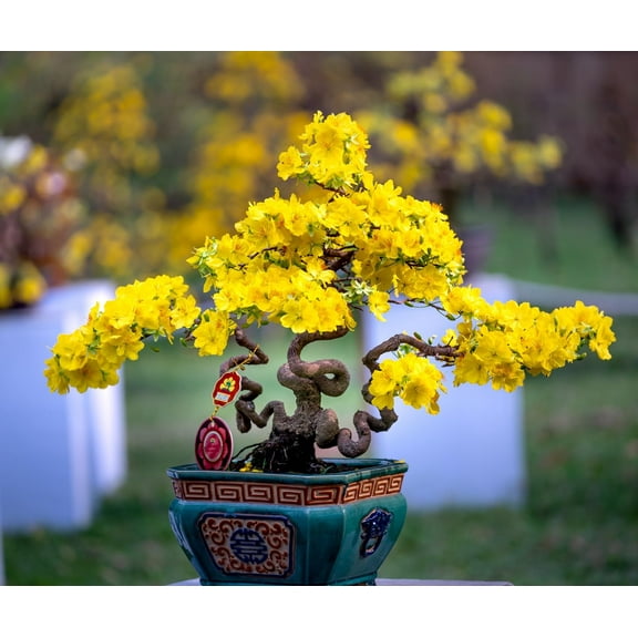 Apricot Bonsai Tree Seeds for Planting - 5 Seeds - Flowering and Fruit Bearing Bonsai