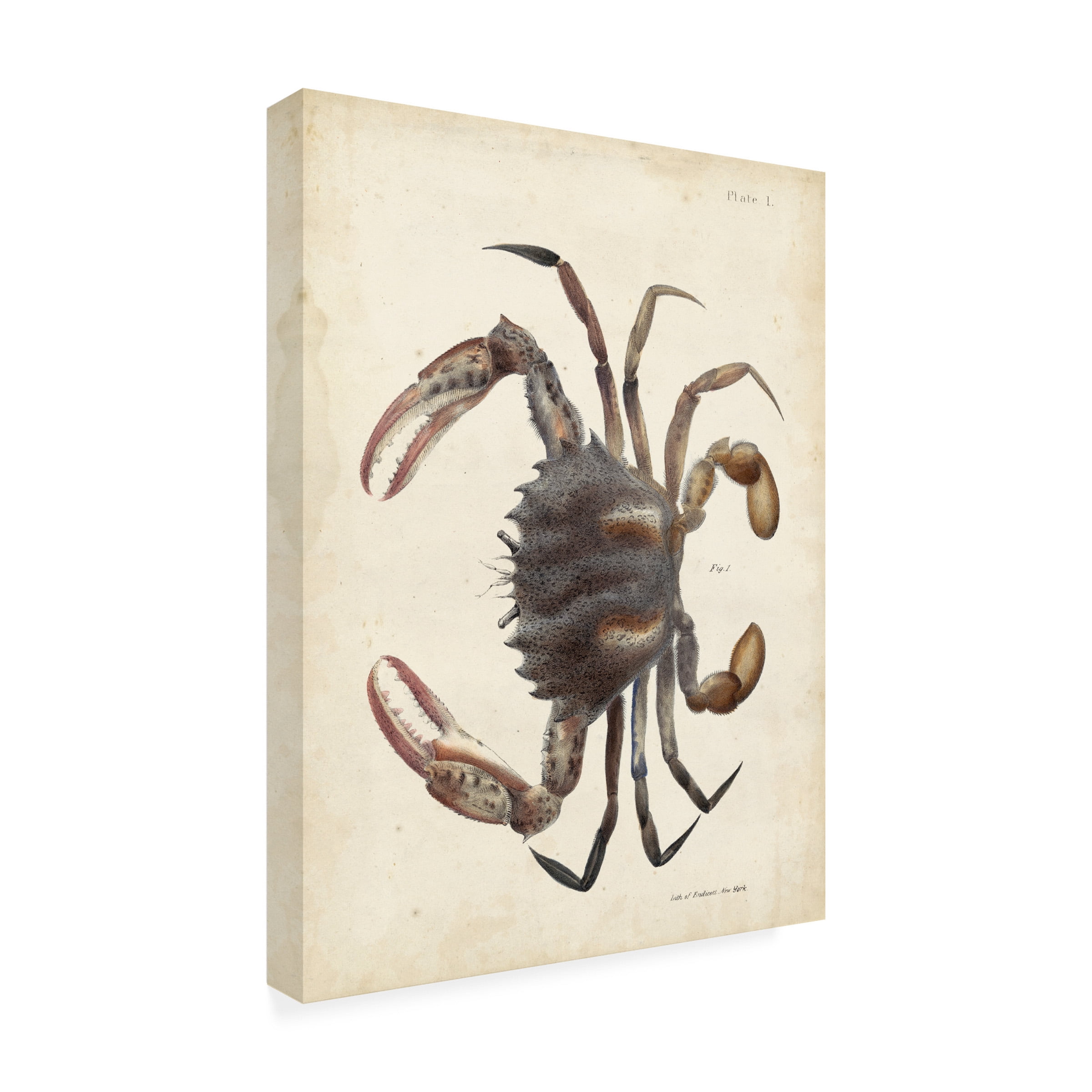 DeKay 'Vintage Crab I' Canvas Art