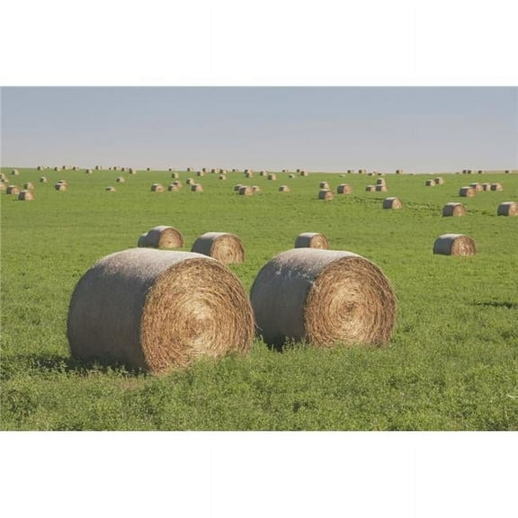 Hay Bales In A Green Alfalfa Field Poster Print