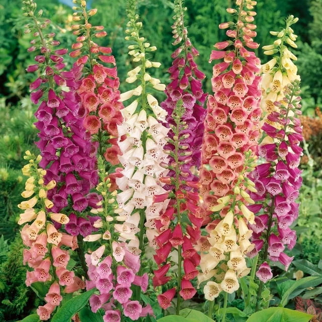 GSDWIUEW 100 Seeds Foxglove Mix Seeds Perennial Flowers for Planting (36)