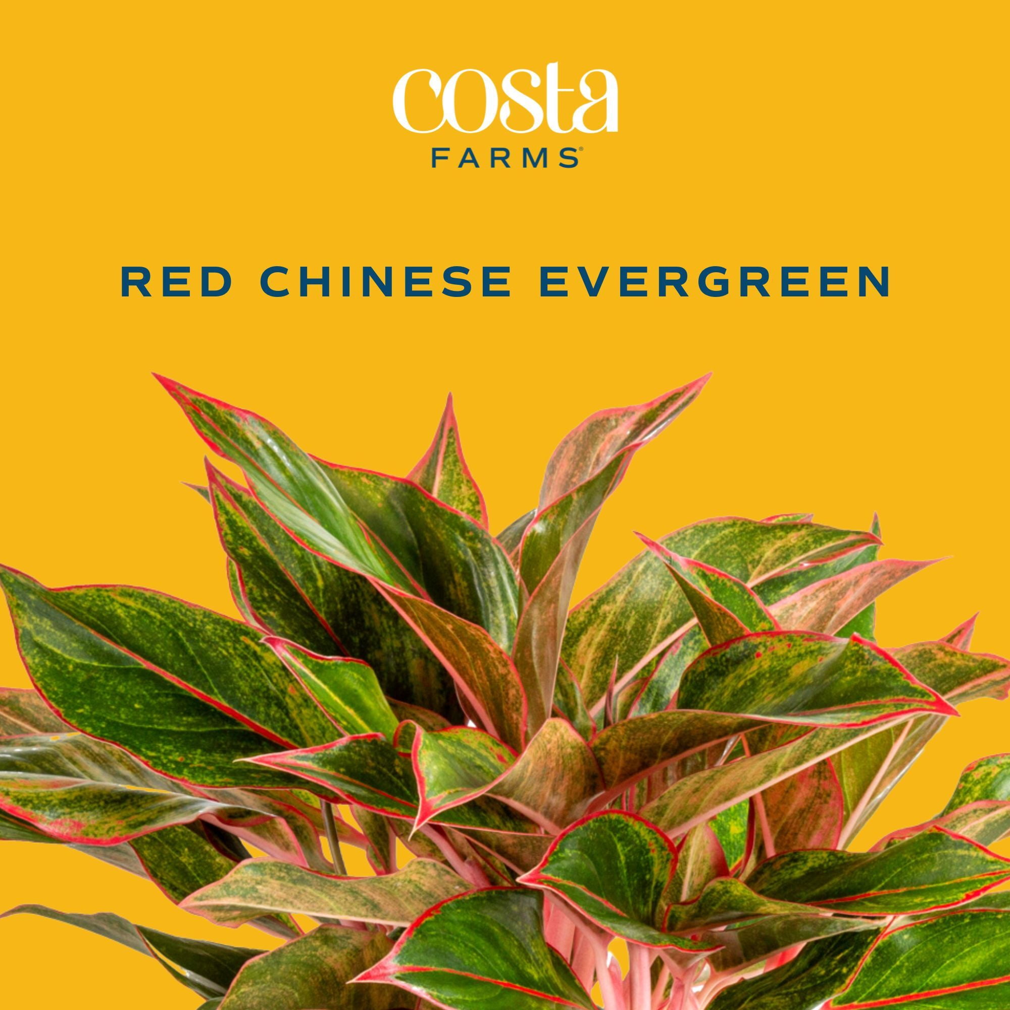 Costa Farms 14" Aglaonema Chinese Evergreen Live House Plants in 5" Self-Watering Planter