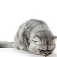 thumbnail image 5 of TopLLC 15pcs Snacks Chew Catnip Stick Teeth Molar Cleaning Brush Toy For Pet, 5 of 5