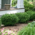 thumbnail image 4 of Perfect Plants Sprinter Boxwood 3 Gallon, 4 of 9