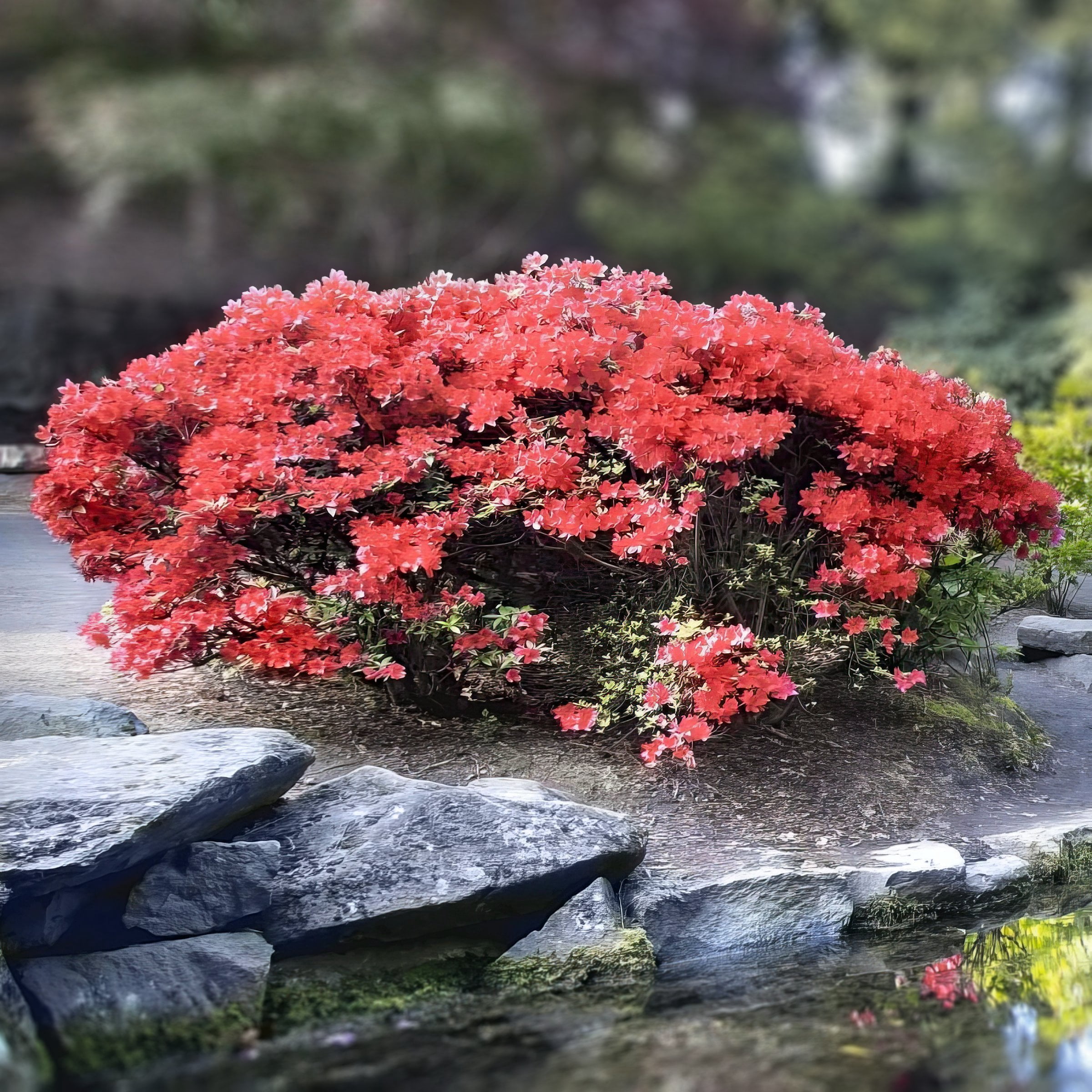 National Plant Network 3 gal Azalea Flame Creeper Live Shrub with