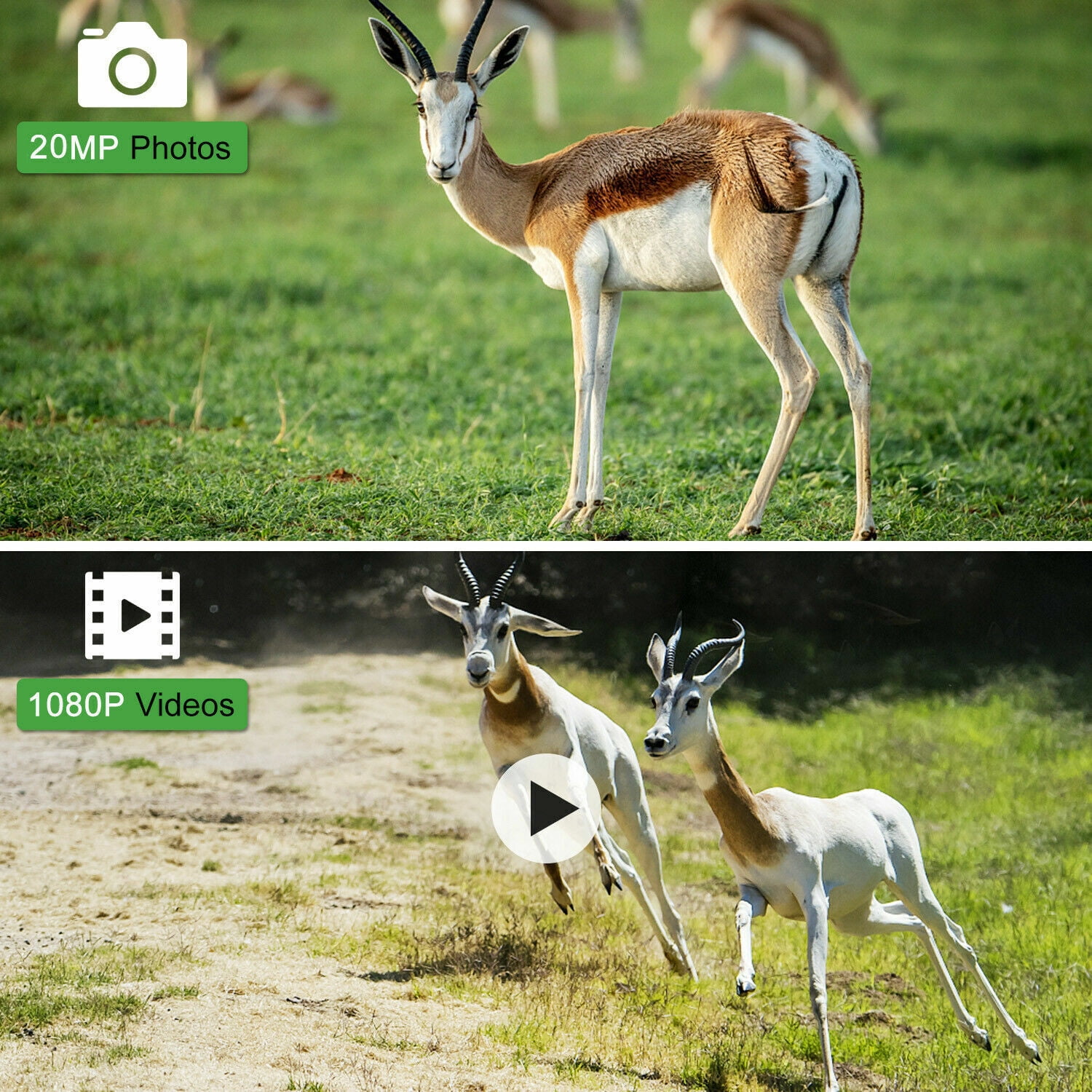 Suntekcam 20MP Mini Trail Camera 4-Pack with 32GB SD Card, 1080P High Resolution