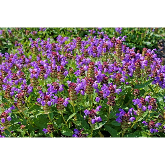 Seedville 100 Prunella Vulgaris Purple Herb Flower Seeds
