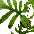 thumbnail image 5 of BubbleBlooms Alocasia Brancifolia 4 inch Rare House Plant, 5 of 9
