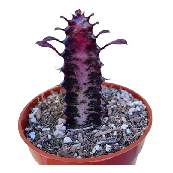 Live Cactus Plants 4" Euphorbia Trigona Rubra African Milk Tree