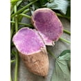 10 Okinawan Sweet Potato cuttings ( 6" / each) Khoai Lang Tím Organic grow 1