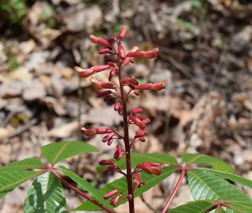 Japanese Chestnut Tree Japanese Chestnut Flowers12 Inch By 18 Inch