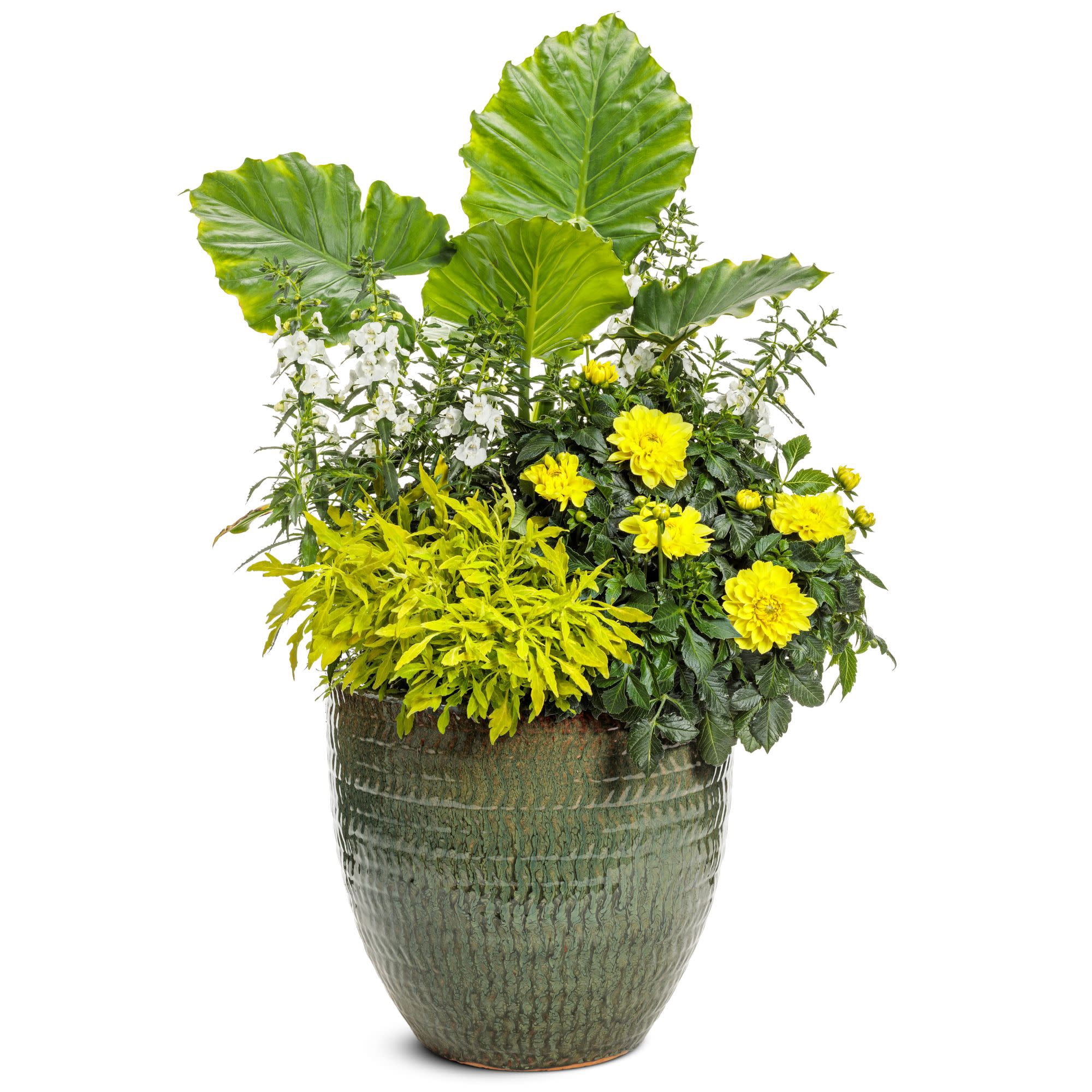 Proven Winners 8" Angelface White Summer Snapdragon Live Plant in 6.5" Pot