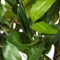 thumbnail image 2 of Vickerman Arbre Camélia Artificiel en Pot 50 Pouces", 2 of 2