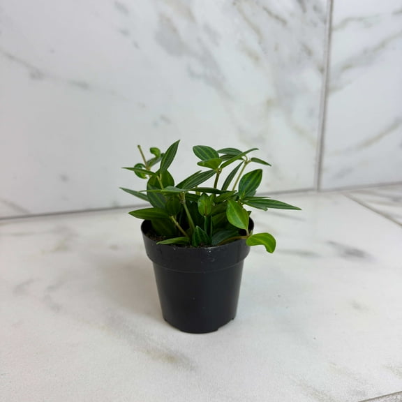 Peperomia Angulata, 2" Plant, The Plant Farm